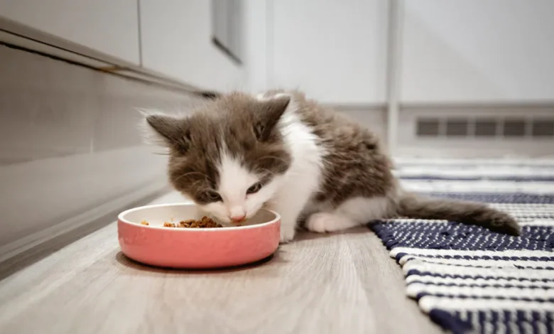 What Are The Necessary Food Nutrients For Cats?