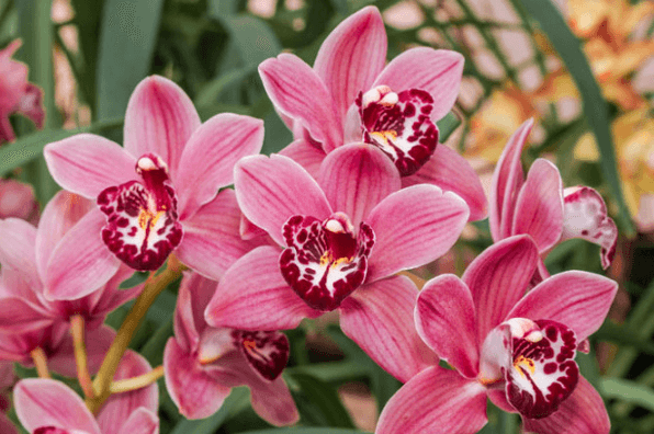 Orchids