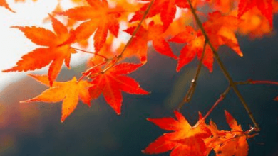5120x1440p 329 fall background