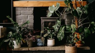Eco-Friendly Tips for Homeowners