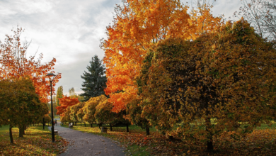 5120x1440p 329 autumn