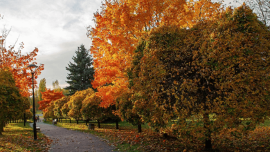 5120x1440p 329 autumn images