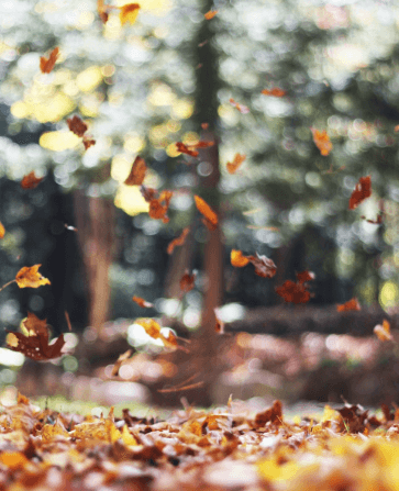 5120x1440p 329 autumn wallpaper