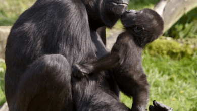 5120x1440p 329 gorilla