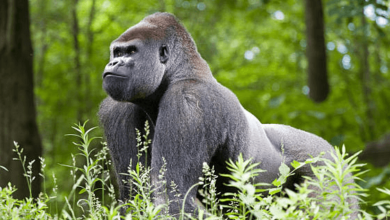 5120x1440p 329 gorilla backgrounds