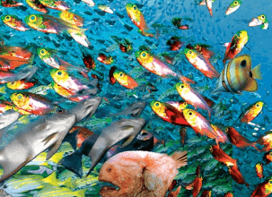 5120x1440p 329 fish image