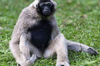 5120x1440p 329 gibbon background