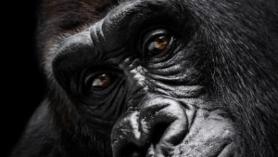 5120x1440p 329 gorilla background