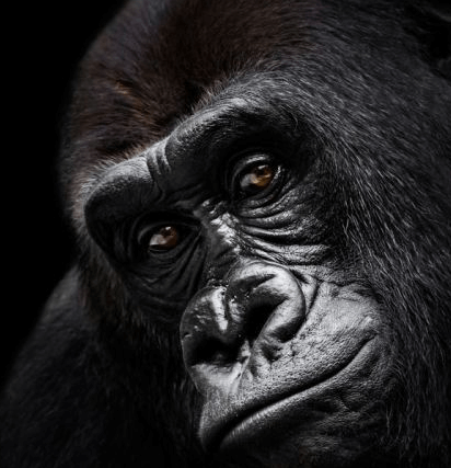 5120x1440p 329 gorilla background