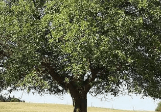Walnut Tree Service