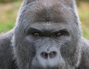 5120x1440p 329 gorilla image