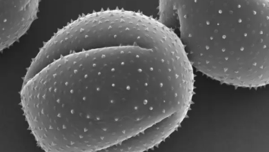 What is Scanning Electron Microscopy and How Does it Work?