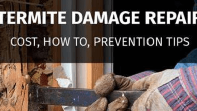 termite damage repair cost