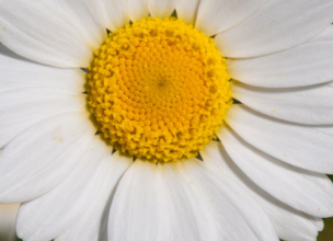 5120x1440p 329 daisies images